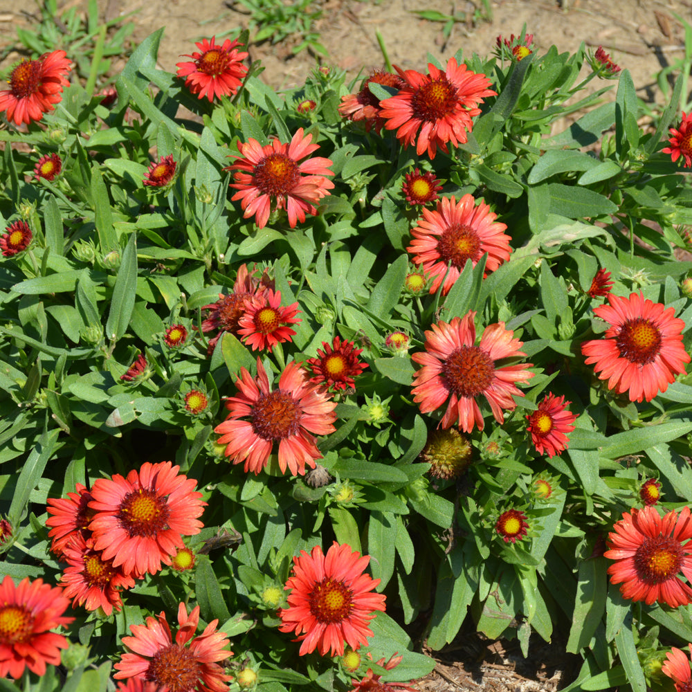 GAILLARDIA SPINTOP RED