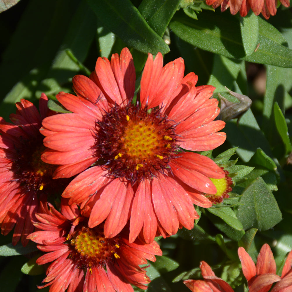 GAILLARDIA SPINTOP RED