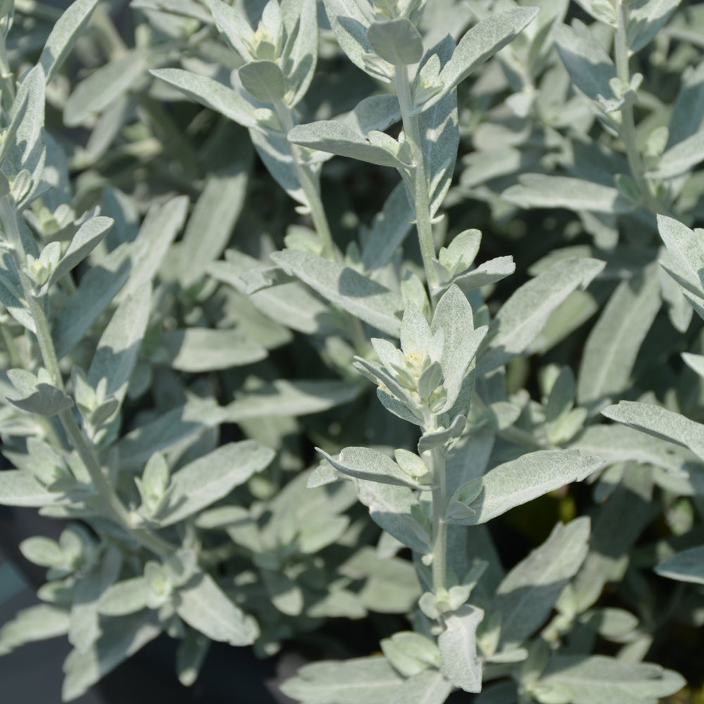 ARTEMISIA GARDEN GHOST