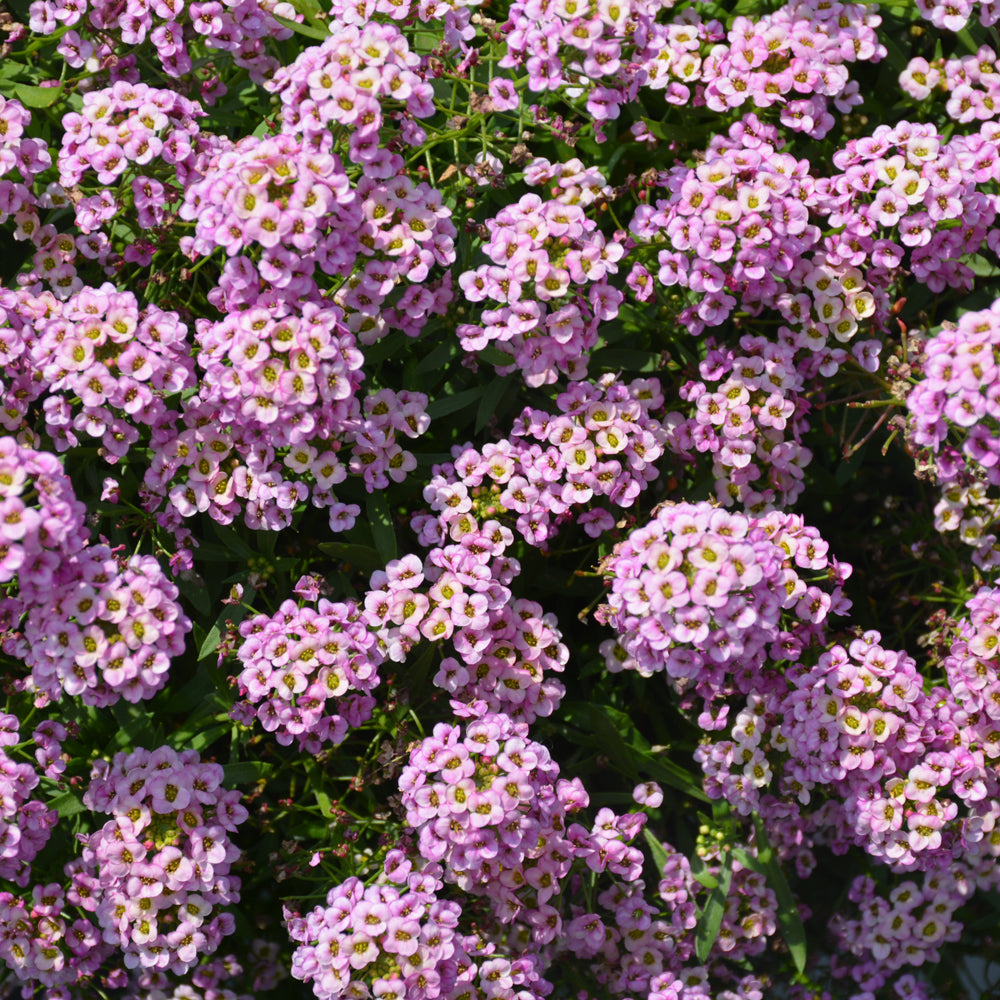 Alyssum