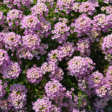 Alyssum