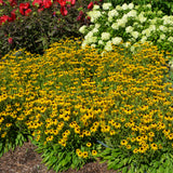 RUDBECKIA AMERICAN GOLD RUSH