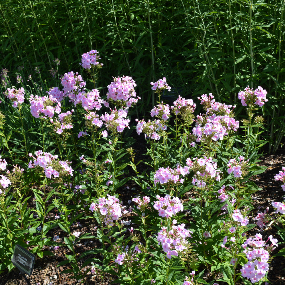 PHLOX OPALESCENCE