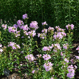 PHLOX OPALESCENCE