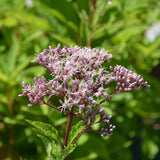 EUPATORIUM FISTULOSUM