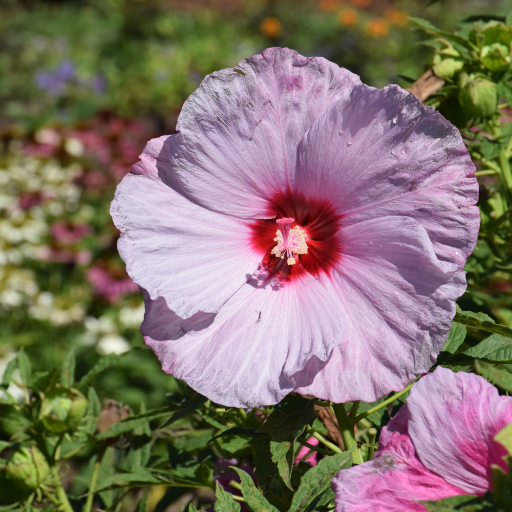 HIBISCUS SUMMERIFIC LILAC CRUSH – Knippel Garden Centre
