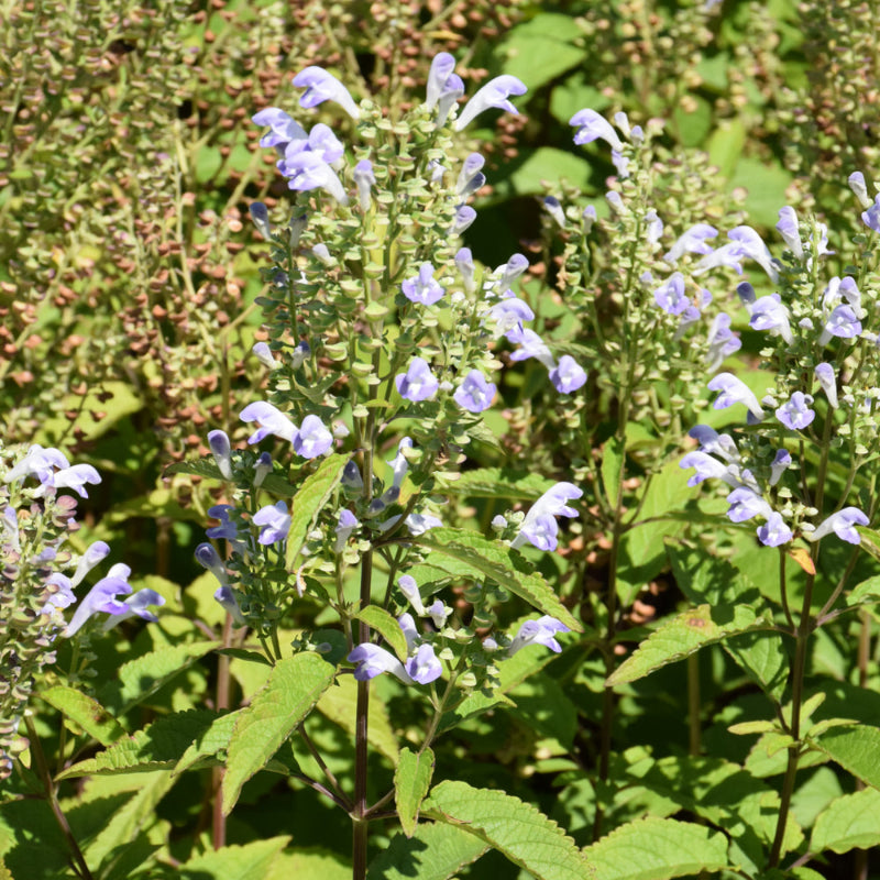 SCUTELLARIA INCANA