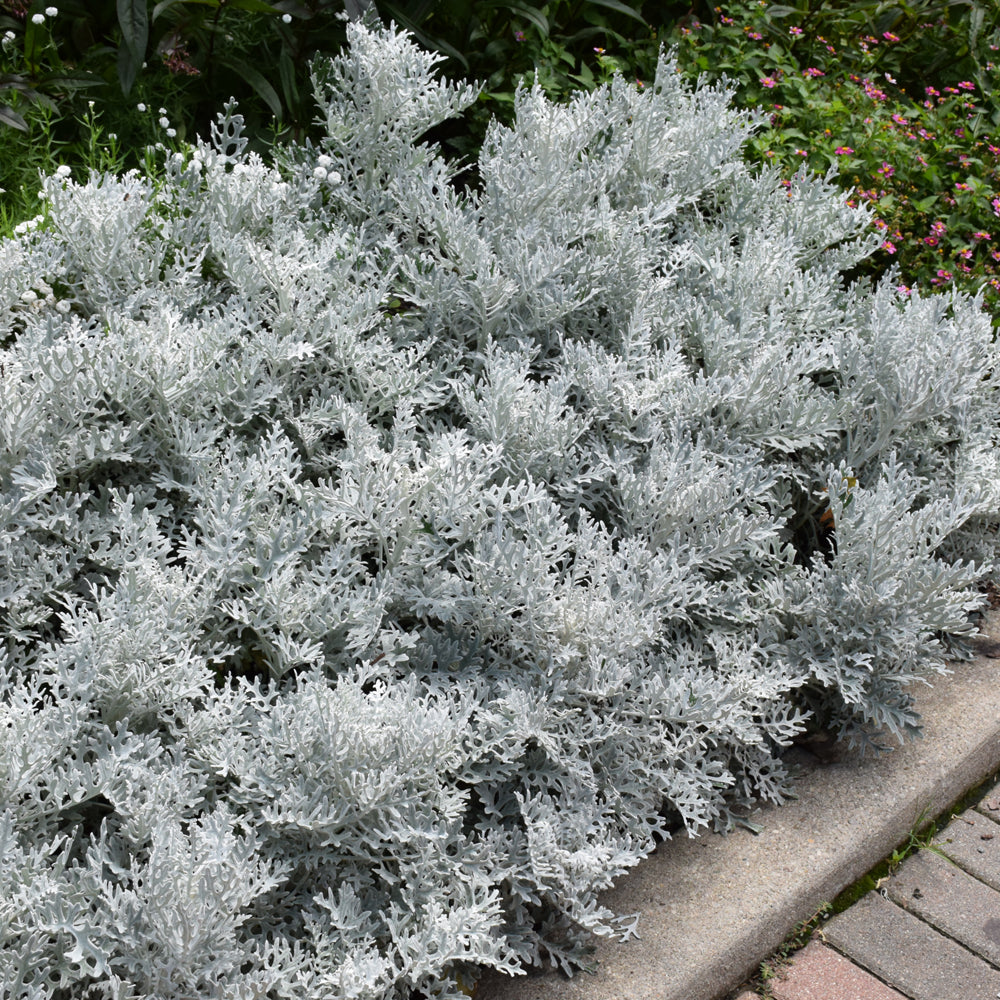 Dusty Miller Silver Dust