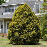 CEDAR YELLOW RIBBON