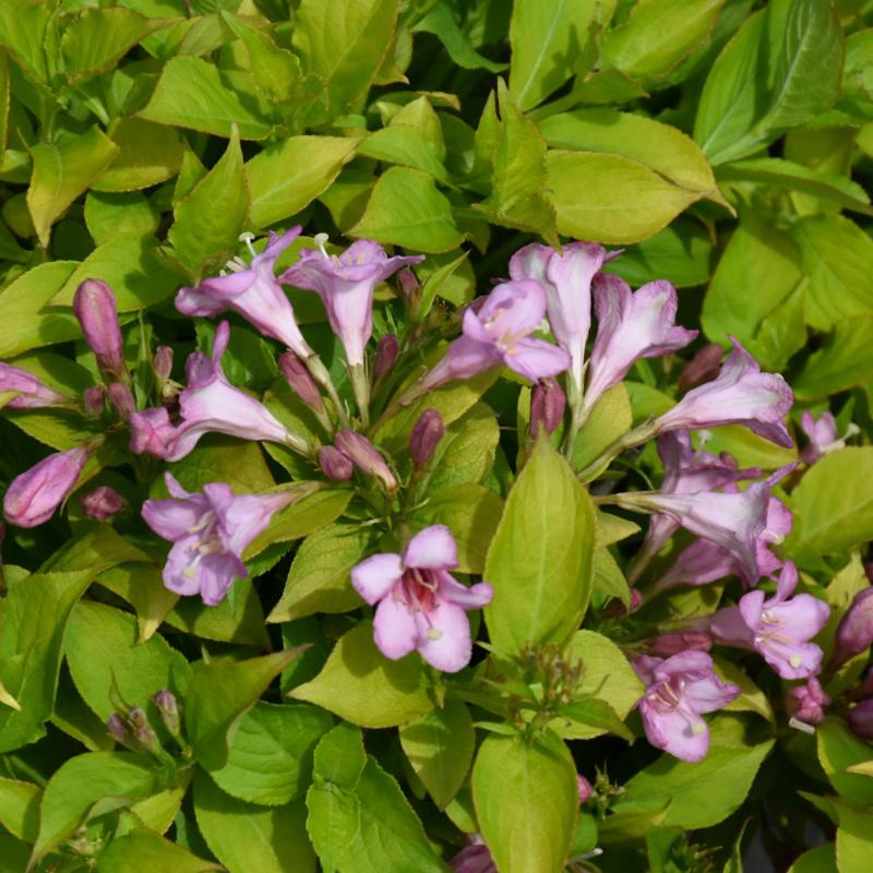 WEIGELA SNIPPET LIME