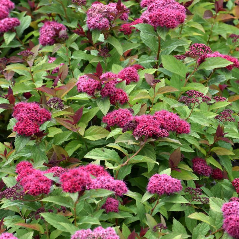 SPIREA DOUBLE PLAY DOOZIE
