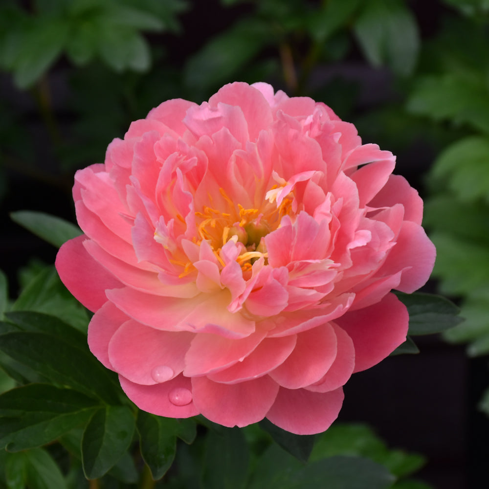 PAEONIA PINK HAWAIIAN CORAL