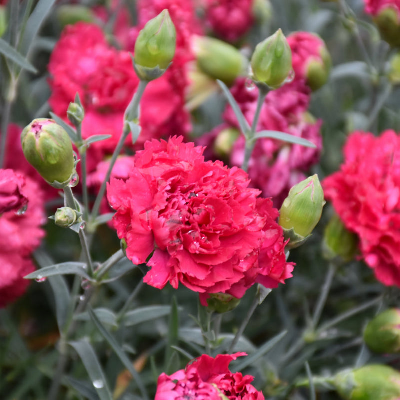 DIANTHUS CRANBERRY COCKTAIL – Knippel Garden Centre