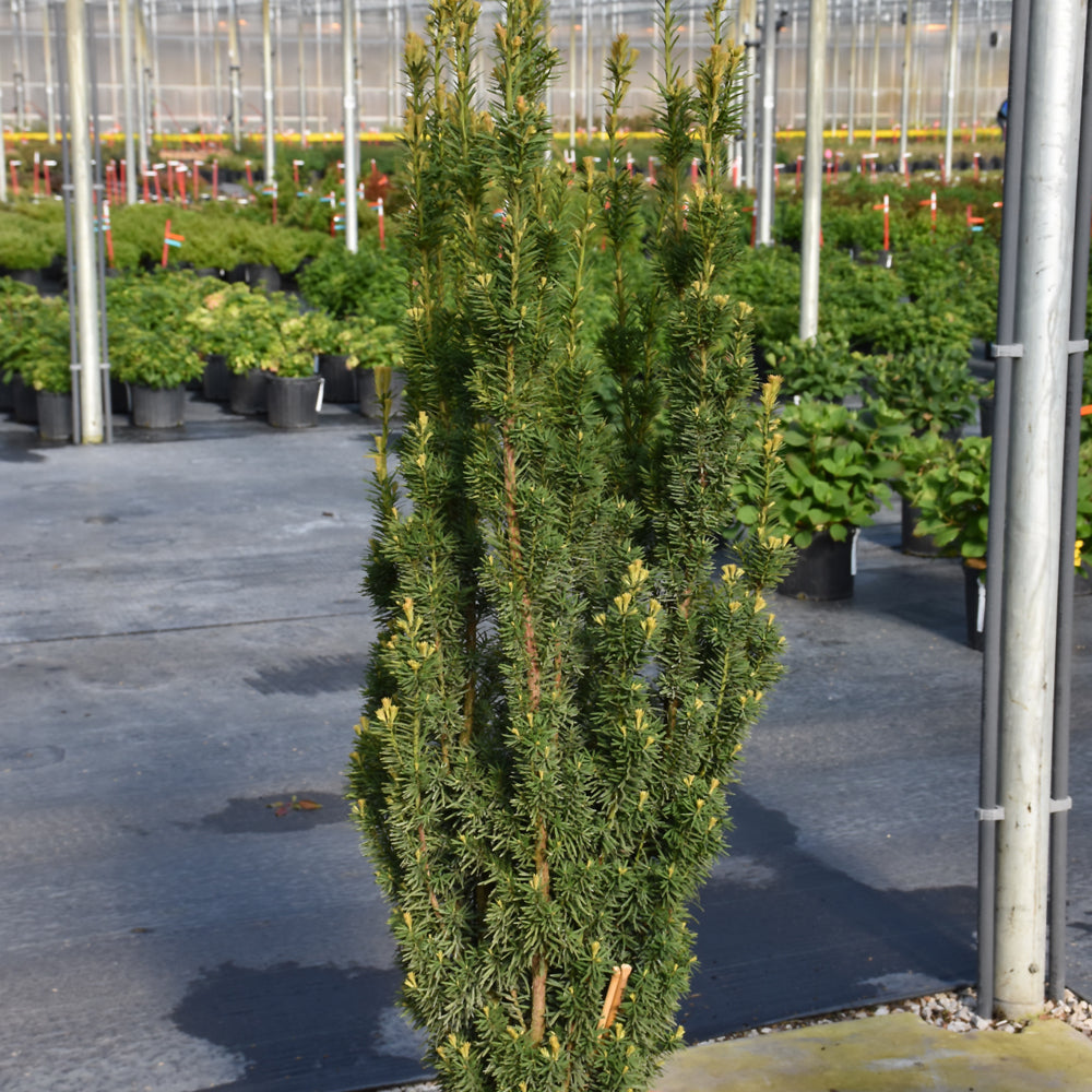 YEW STONEHENGE SKINNY
