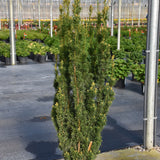 YEW STONEHENGE SKINNY