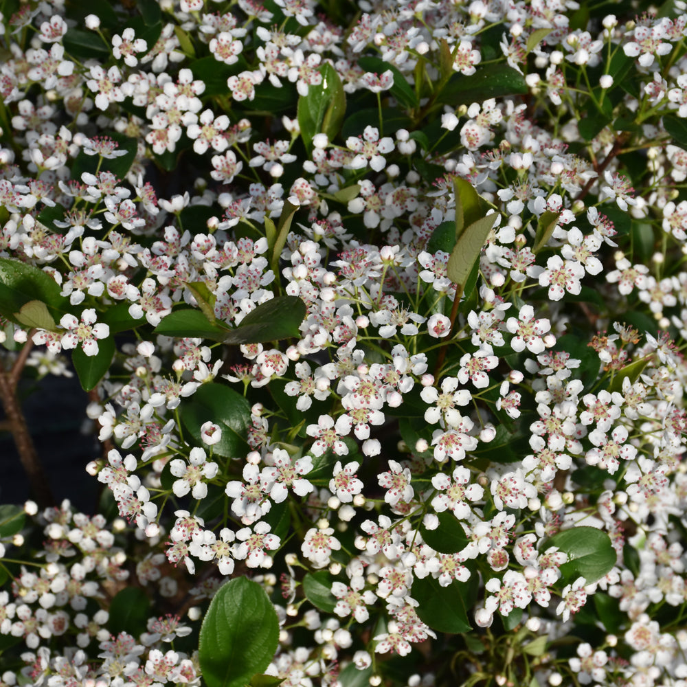 CHOKEBERRY LOW SCAPE SNOWFIRE