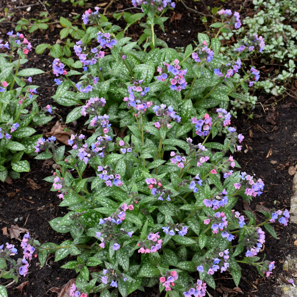 PULMONARIA PRETTY IN PINK