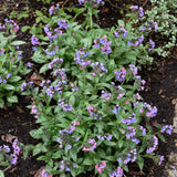 PULMONARIA PRETTY IN PINK