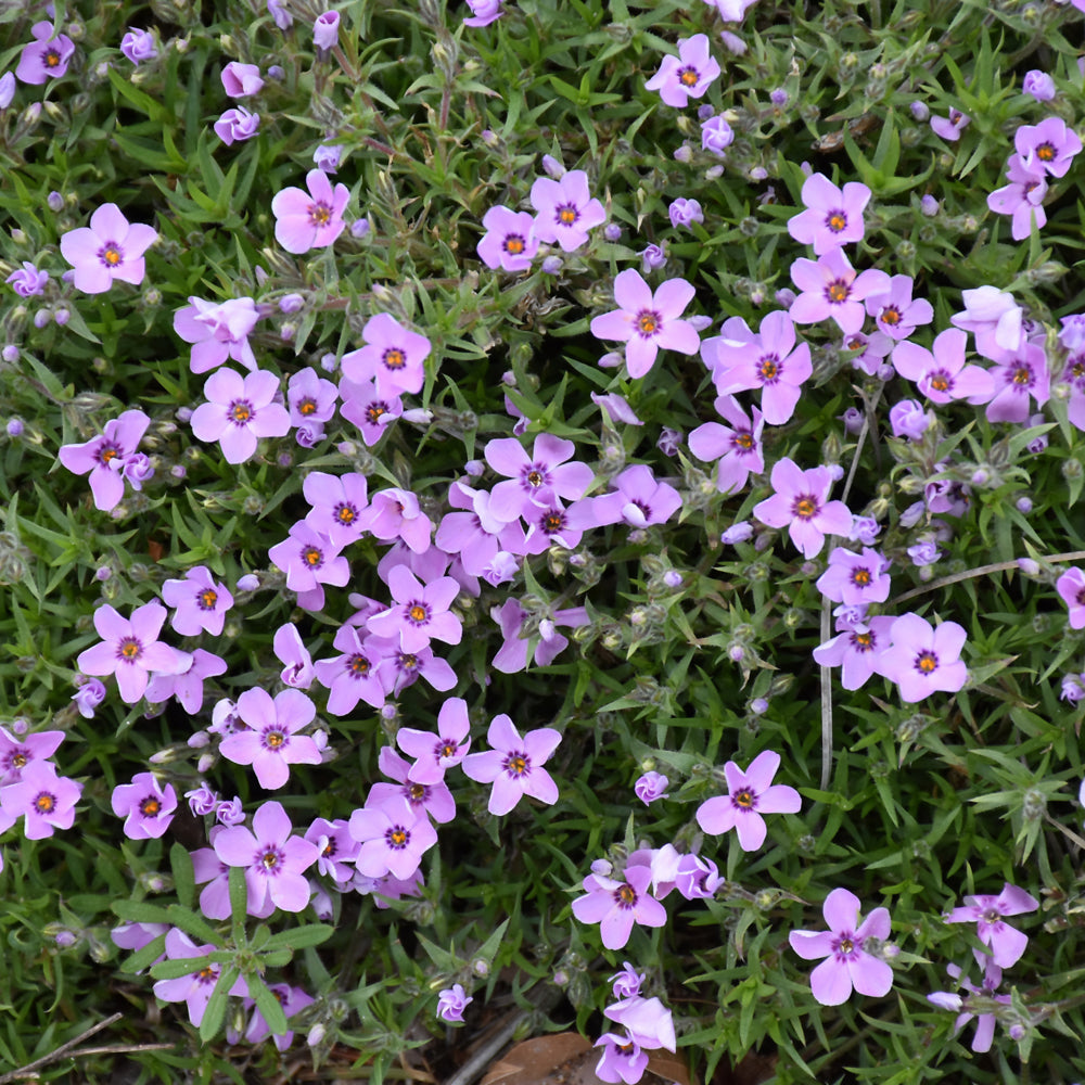 PHLOX EYE SHADOW