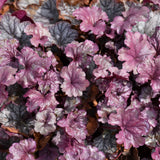 HEUCHERA SMOKE AND MIRRORS
