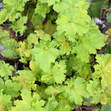 HEUCHERA BALL GOWN