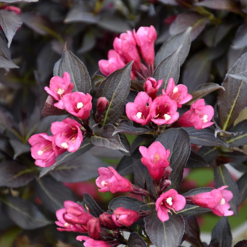 WEIGELA SPILLED WINE PW – Knippel Garden Centre
