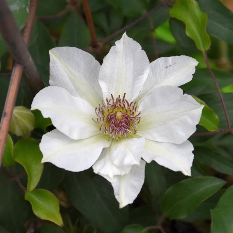 CLEMATIS KITTY