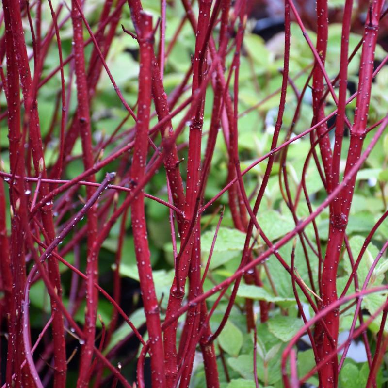 DOGWOOD BAILEY