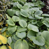 HOSTA SIEBOLDIANA ELEGANS