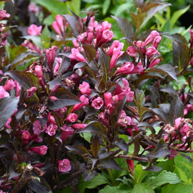 WEIGELA SHINING SENSATION