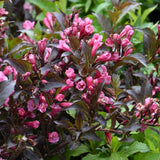 WEIGELA SHINING SENSATION