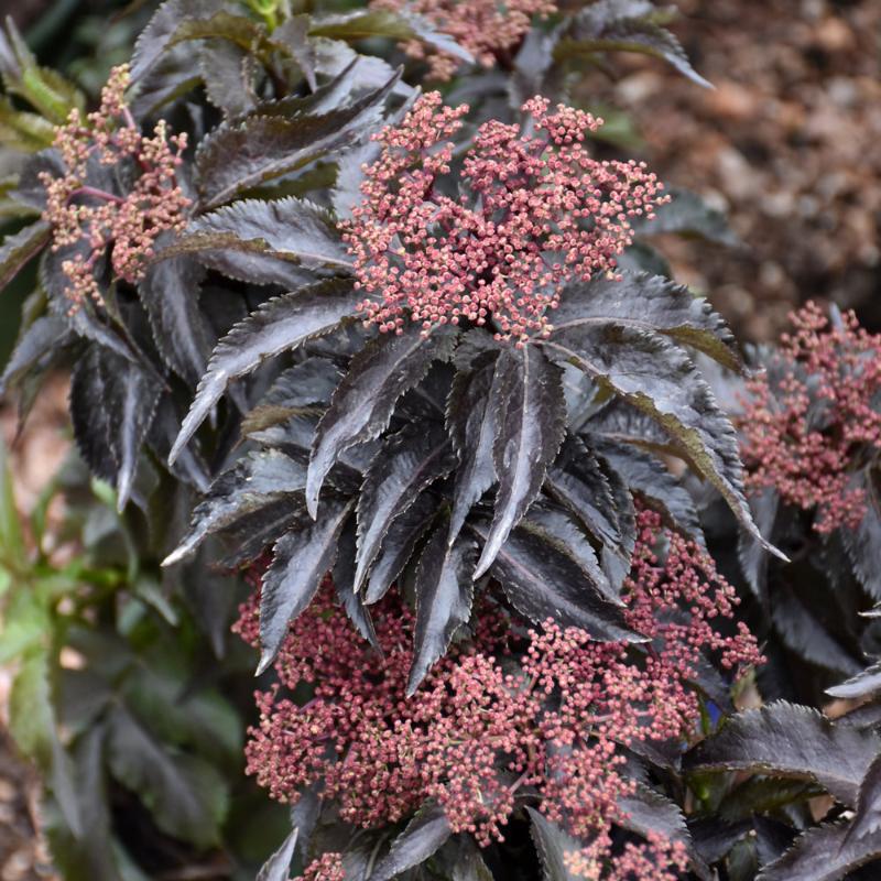 ELDERBERRY BLACK TOWER