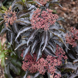 ELDERBERRY BLACK TOWER