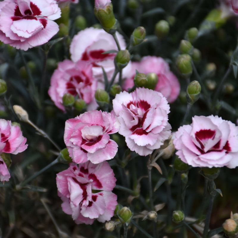 DIANTHUS RASPBERRY SURPRISE