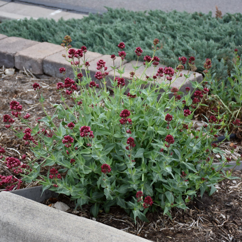 CENTRANTHUS RUBER