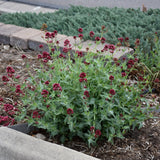 CENTRANTHUS RUBER