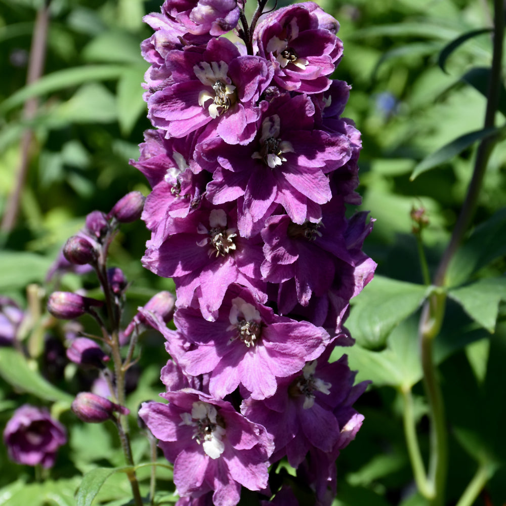 DELPHINIUM ROSE/WHITE BEE