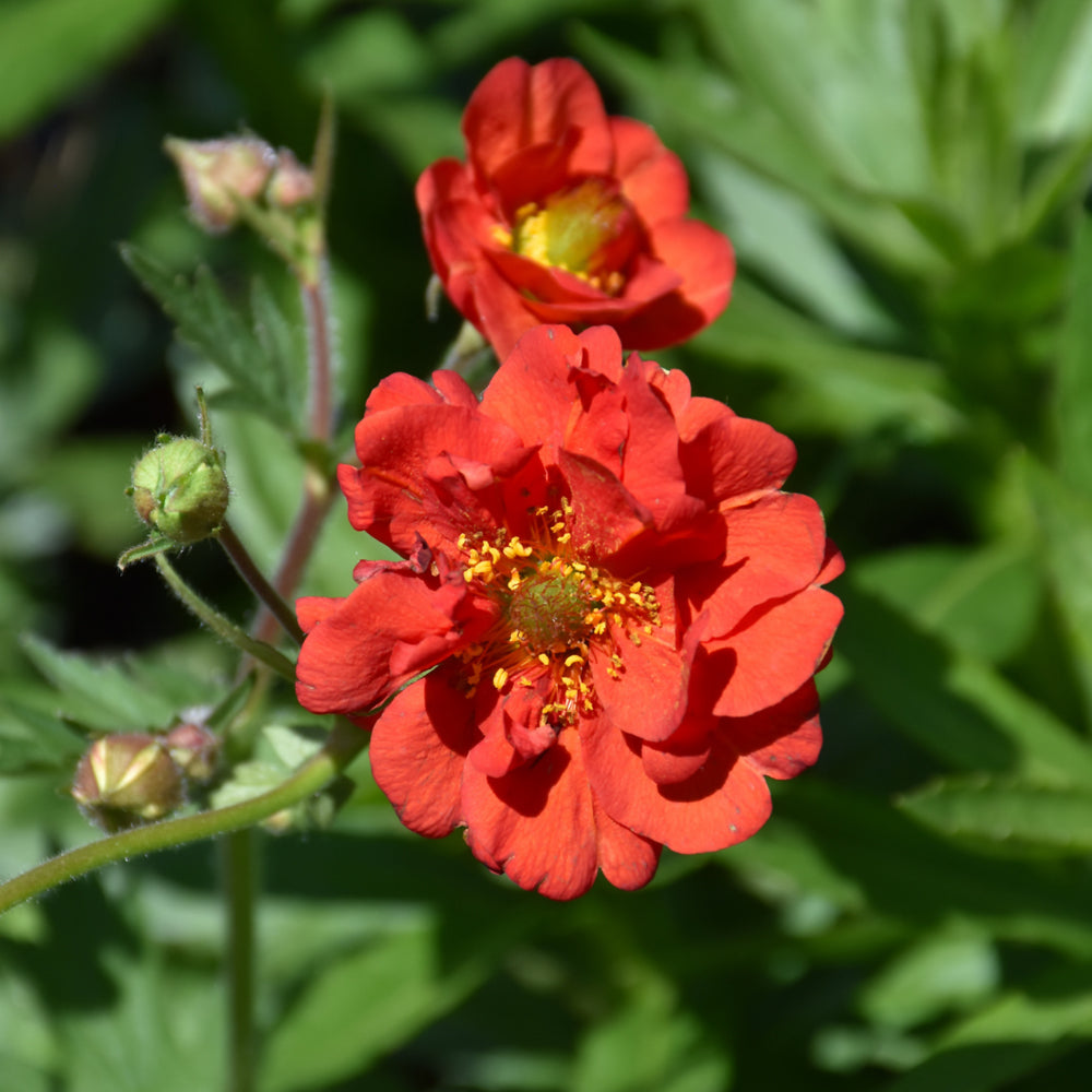 GEUM BLAZING SUNSET
