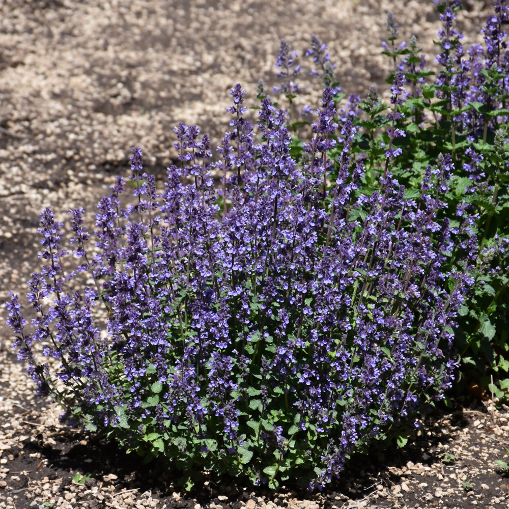 NEPETA CATS PAJAMAS – Knippel Garden Centre
