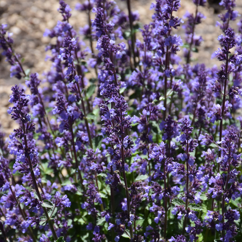 NEPETA CATS PAJAMAS – Knippel Garden Centre
