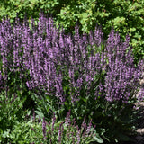 SALVIA BACK TO THE FUCHSIA