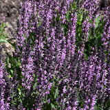 SALVIA BACK TO THE FUCHSIA