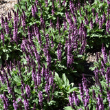 SALVIA MIDNIGHT ROSE