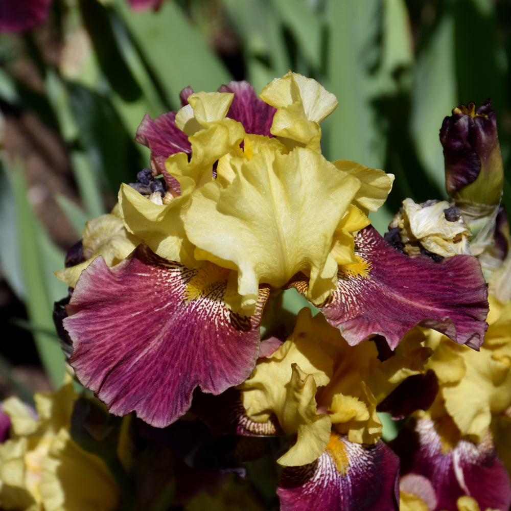 IRIS ZIGGY