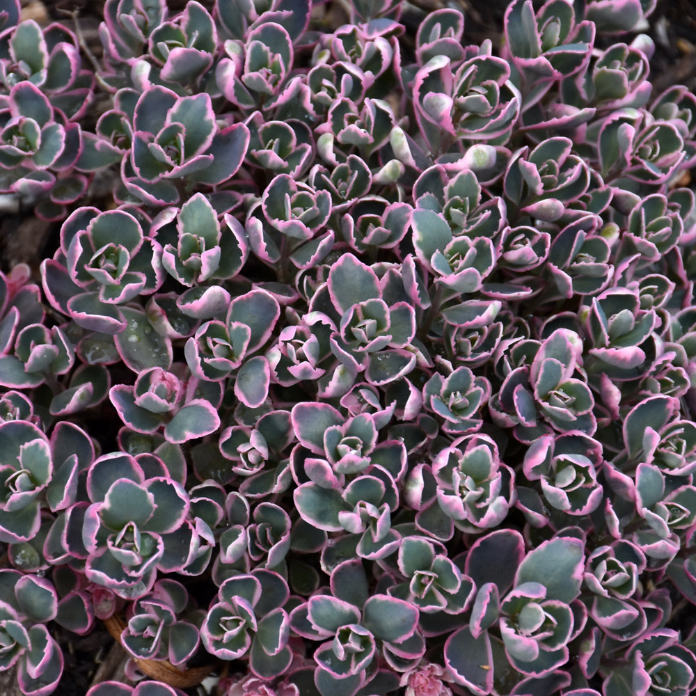 SEDUM SUNSPARKLER DREAM DAZZLER – Knippel Garden Centre