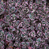 SEDUM SUNSPARKLER DREAM DAZZLER