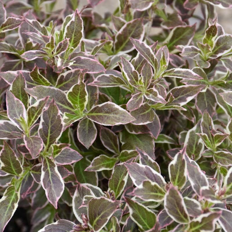 WEIGELA MY MONET PURPLE EFFECT