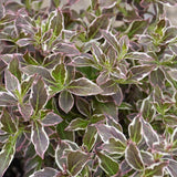 WEIGELA MY MONET PURPLE EFFECT