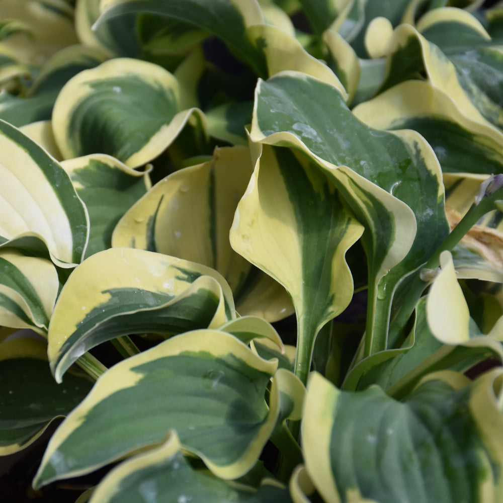 HOSTA MINI SKIRT