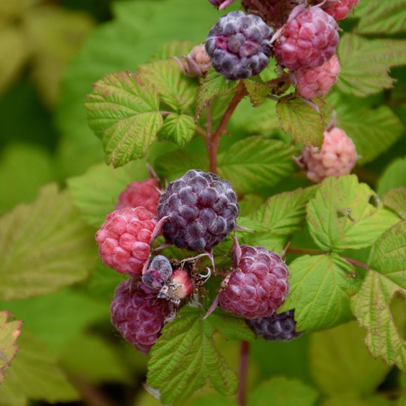 RASPBERRY JEWEL